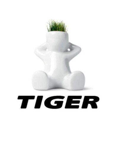 Tiger - Verona