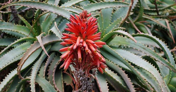 Aloe Arborescens