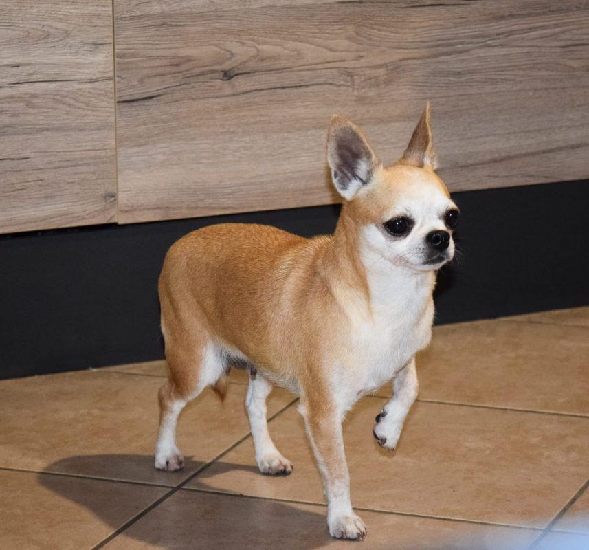 allevamento-chihuahua-3.jpg